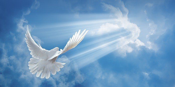 Colombe dans le ciel